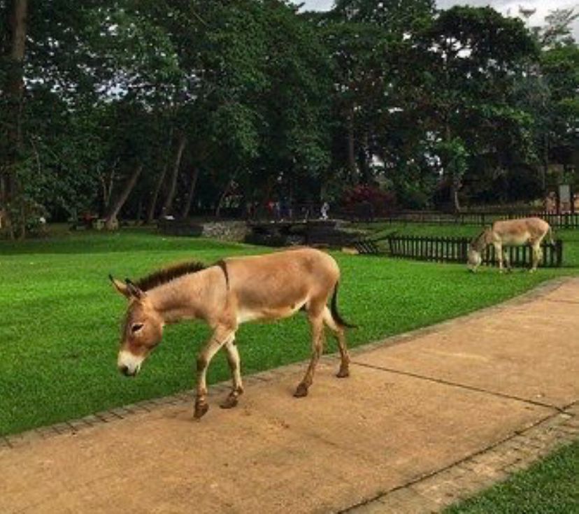 Agodi Gardens Mini Zoo