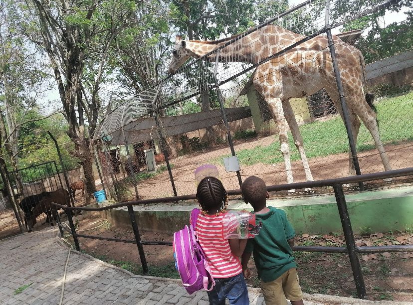 Animals in the Zoo
