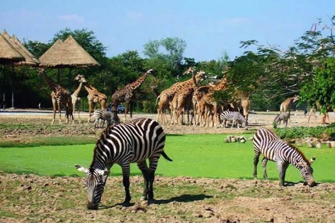 Animals in the Zoo